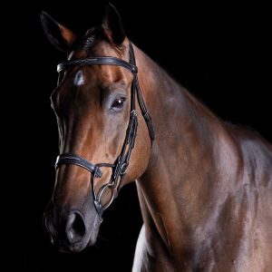 Collegiate ComFiTec Fancy Stitch Bridle