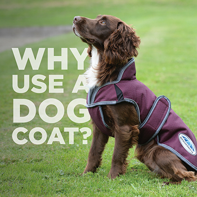 Why should I buy a dog coat this winter?
