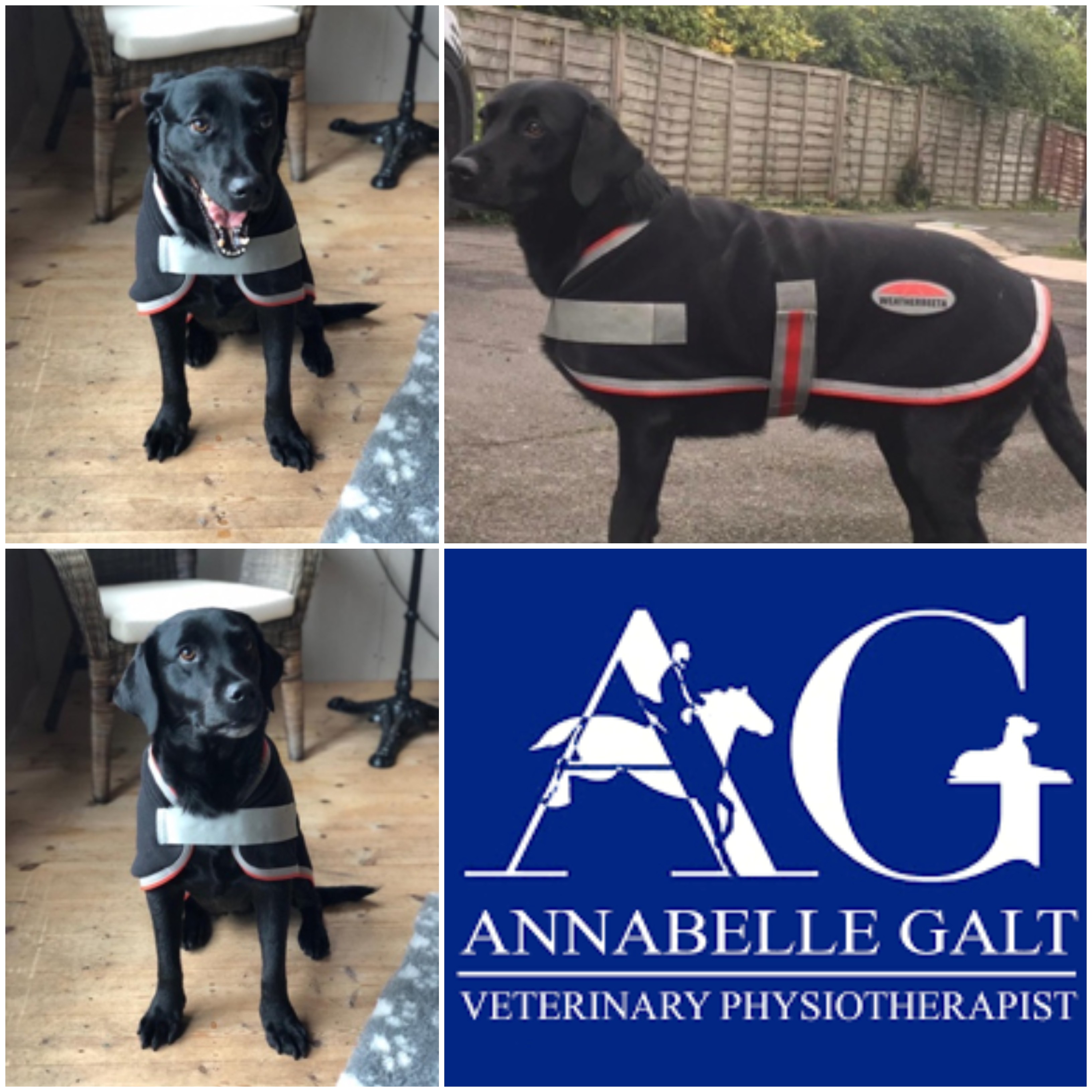 Therapy-Tec Dog Coat Review by Physiotherapist Annabelle Galt
