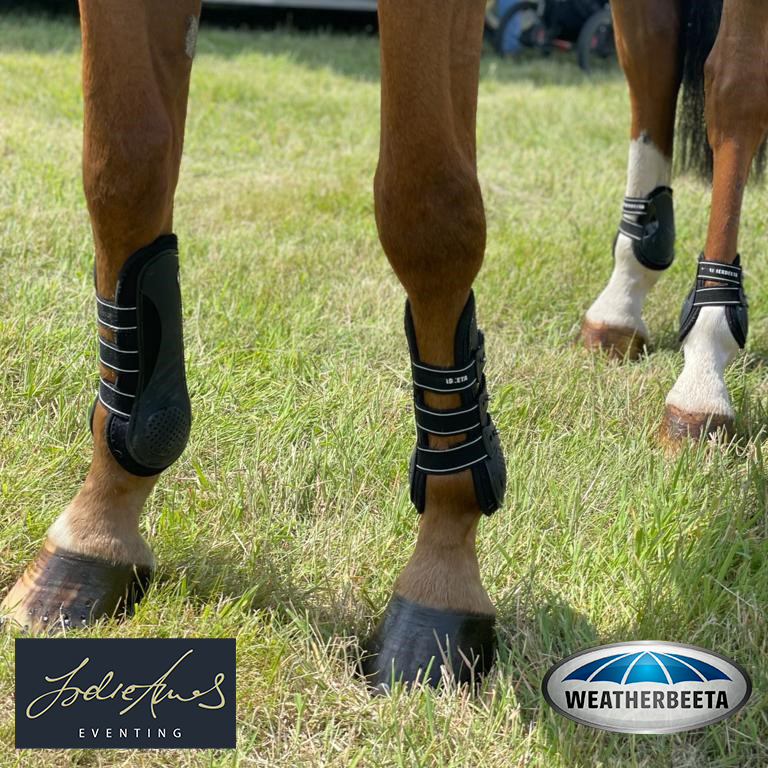 Do Horses Need Shoes for Trail Riding 