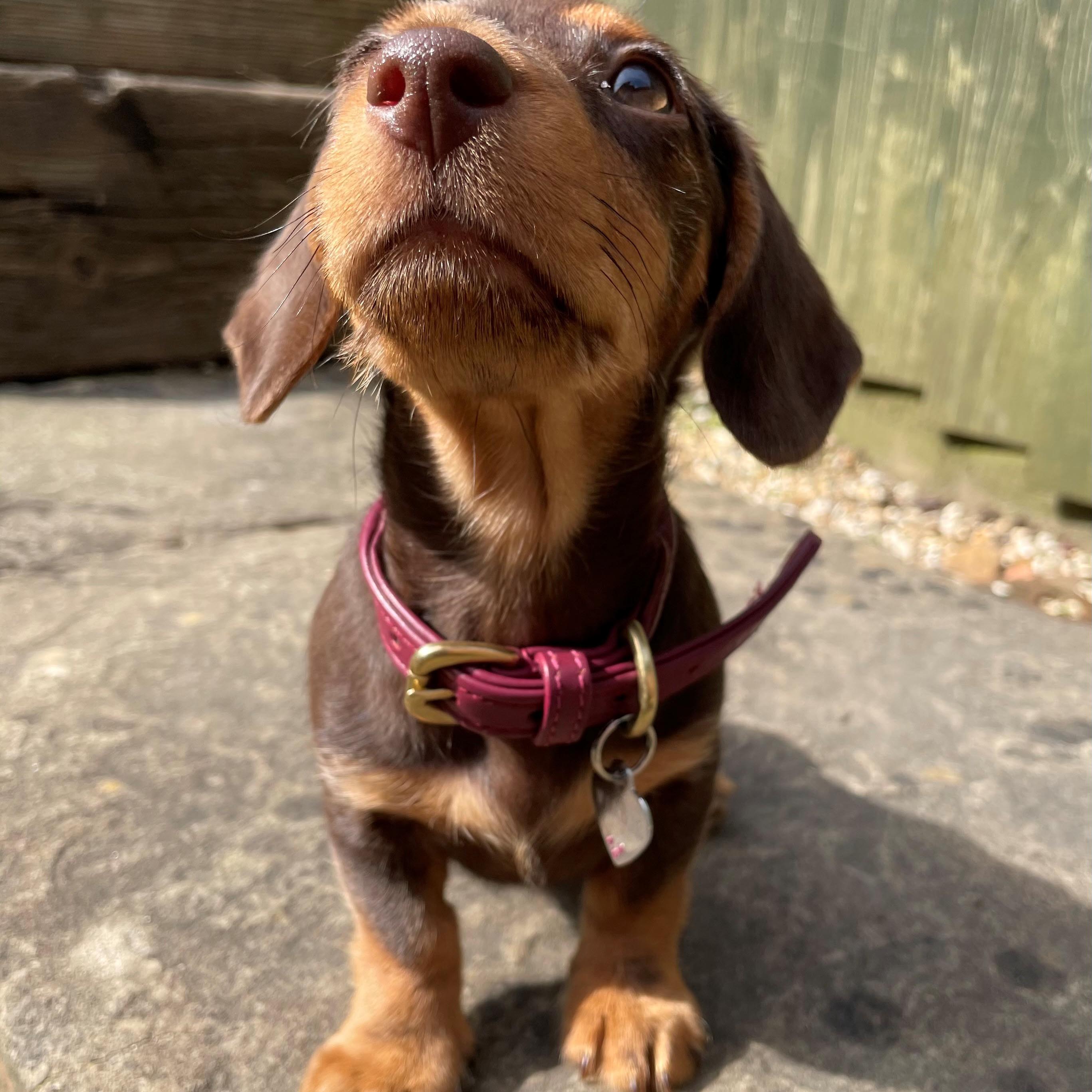 are rolled leather collars good for dogs