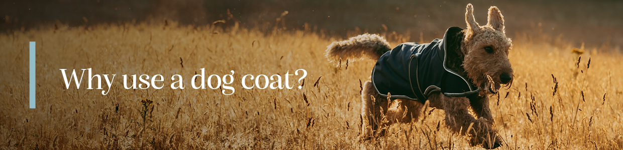 Why Use a Dog Coat?