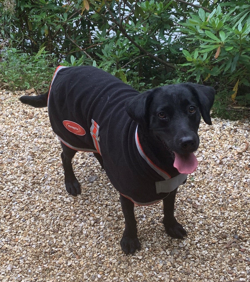 Therapy-Tec Dog Fleece in use