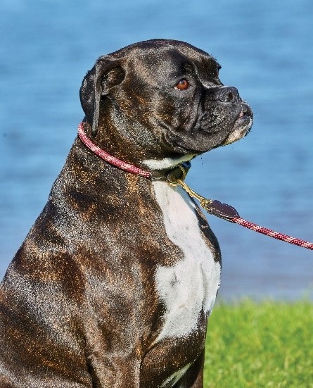 Dog wearing the WeatherBeeta Rope Leather Collar