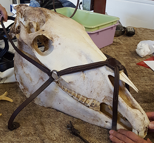 Equine skull wearing a grackle noseband